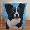 Border Collie Jazzy Greetings Card